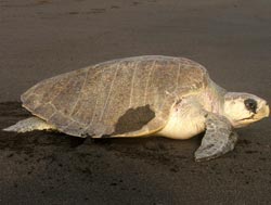 Sea Turtle in Monterrico